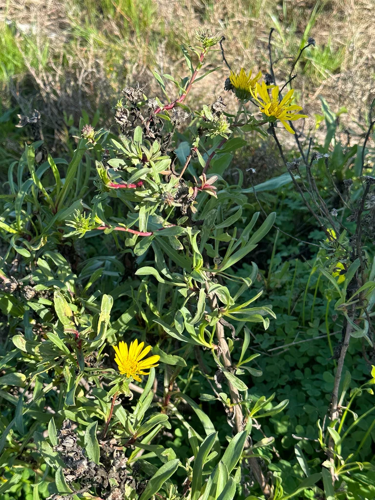 Grindelia stricta
