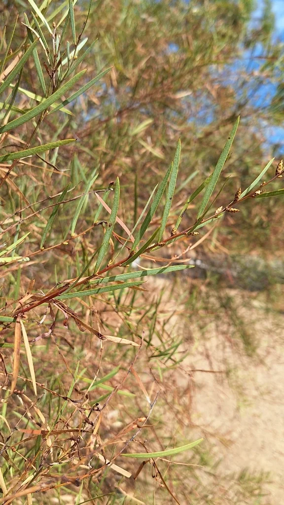 Acacia Iteaphylla