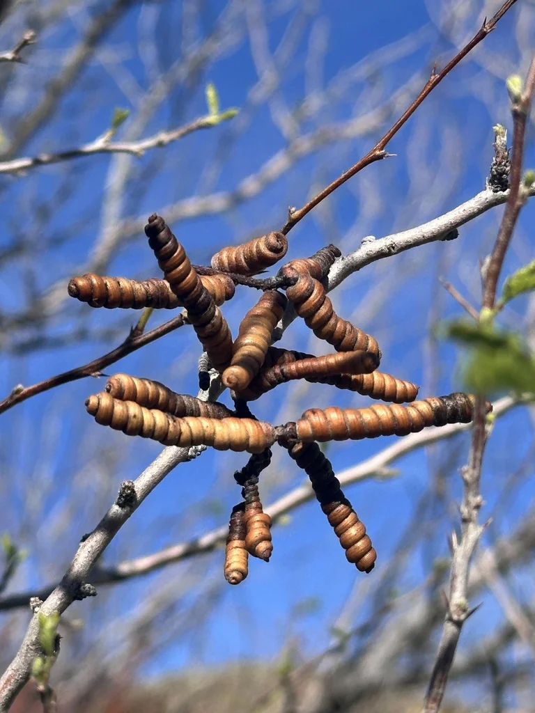 Prosopis Pubescens