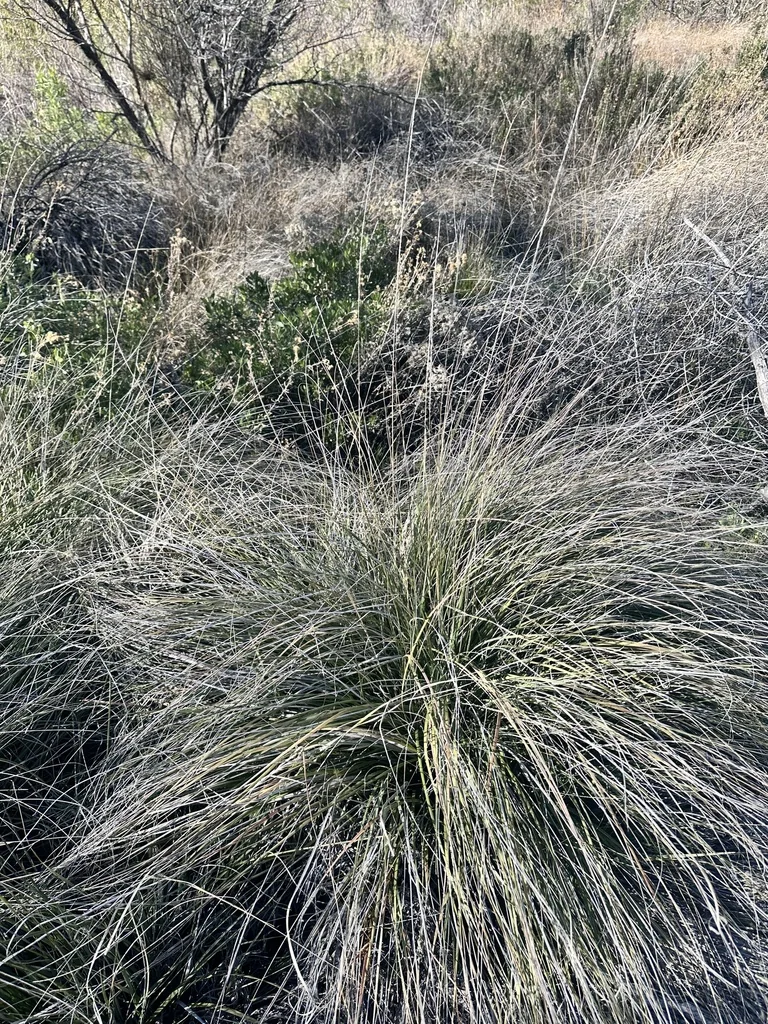 Muhlenbergia Rigens