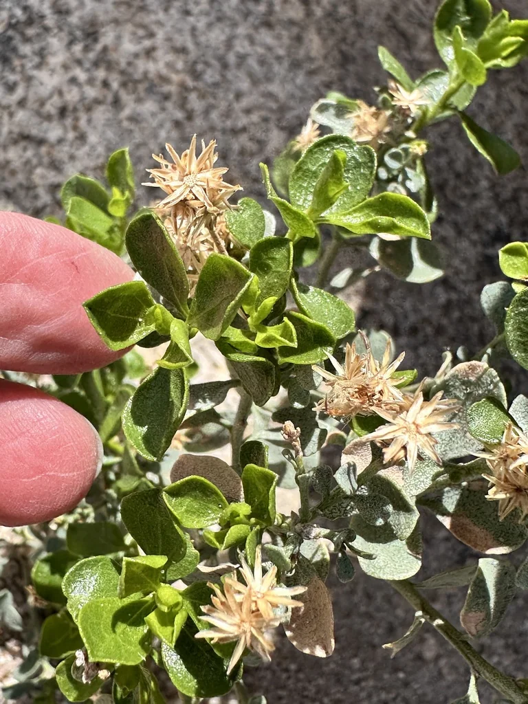 Ericameria Cuneata