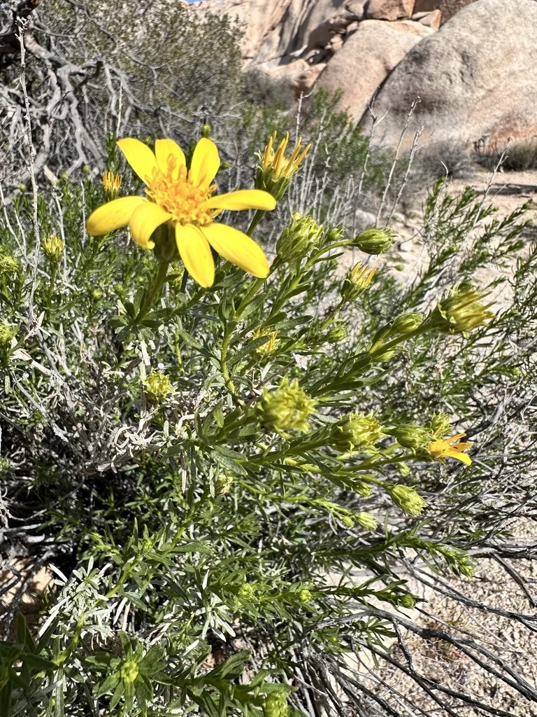 Ericameria Linearifolia