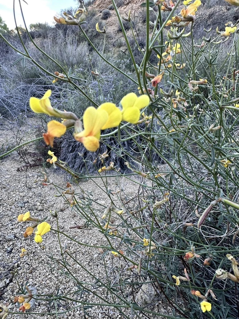 Lotus Rigidus