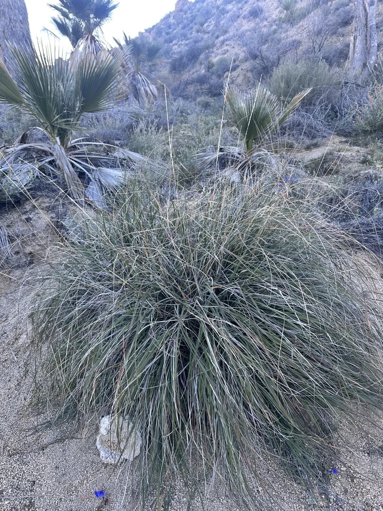 Muhlenbergia Rigens