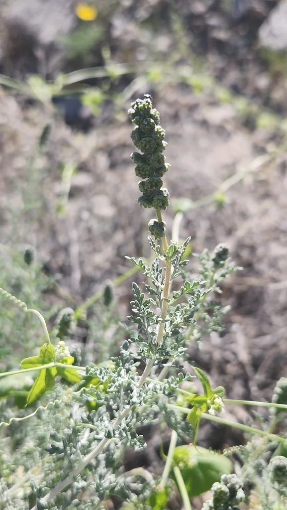 Ambrosia Dumosa