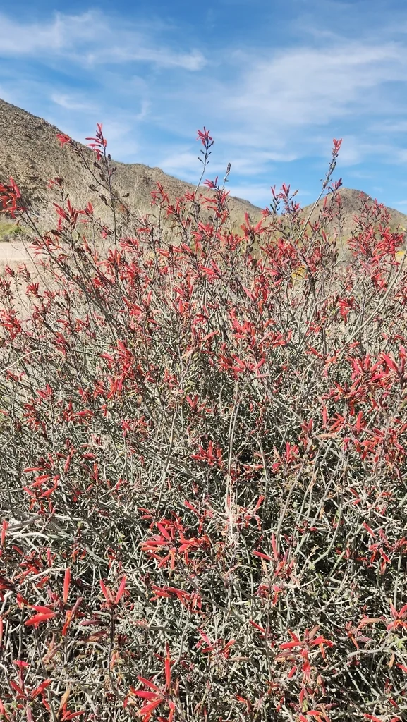Justicia Californica
