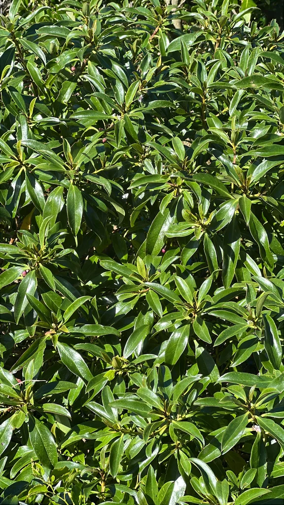 Myoporum Laetum