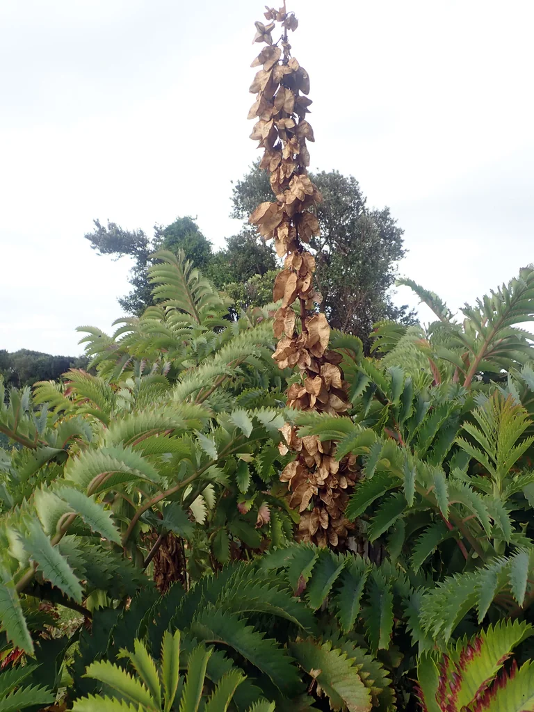 Melianthus Major