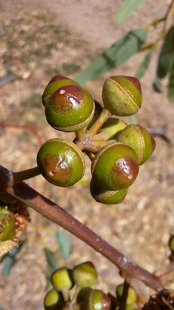 Eucalyptus Camaldulensis