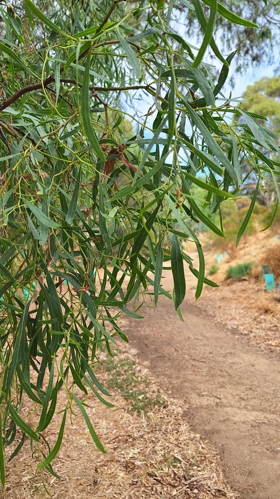 Acacia Salicina