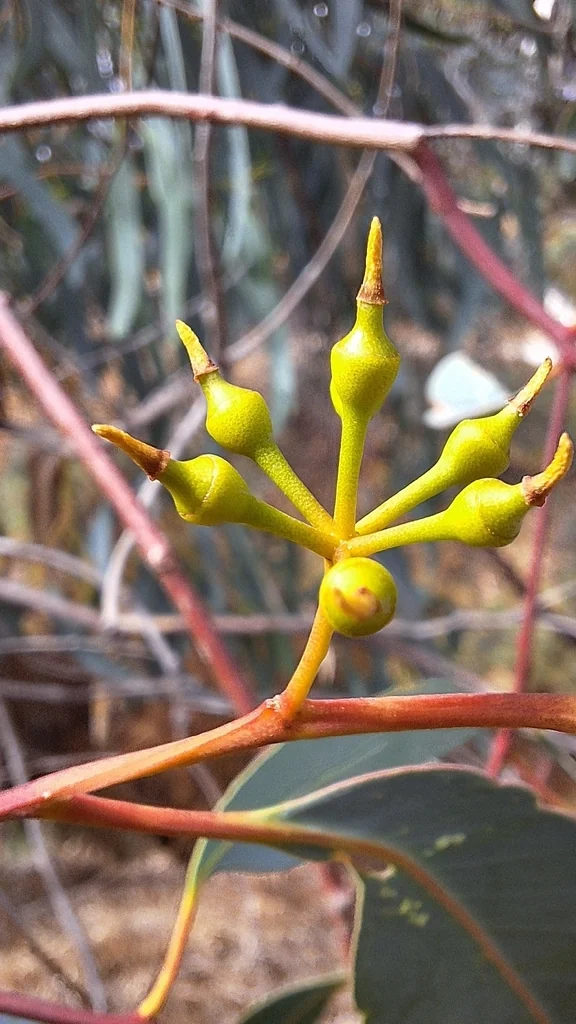 Eucalyptus Camaldulensis