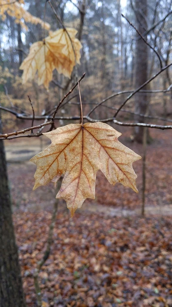 Acer Floridanum