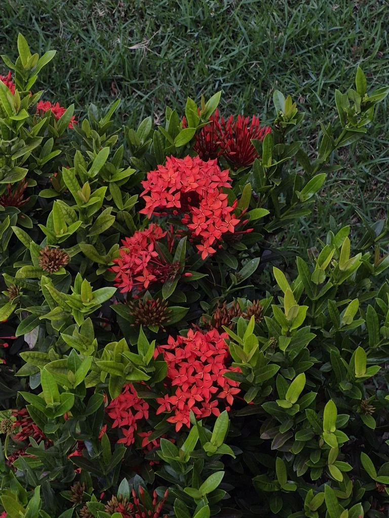 Ixora Coccinea