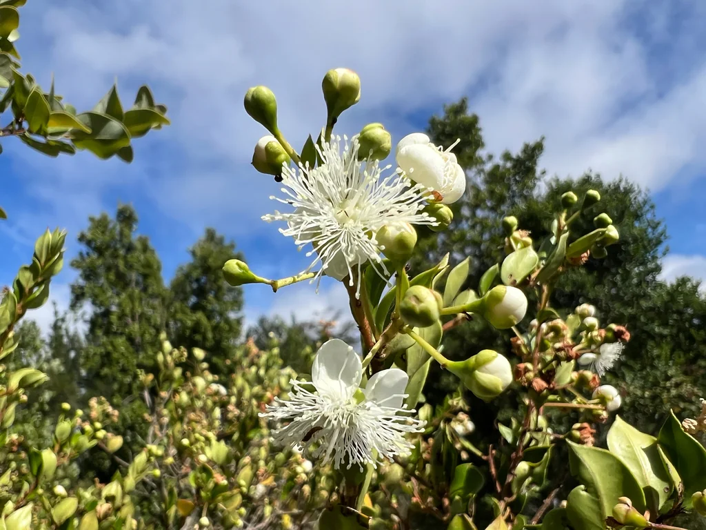 Luma Apiculata