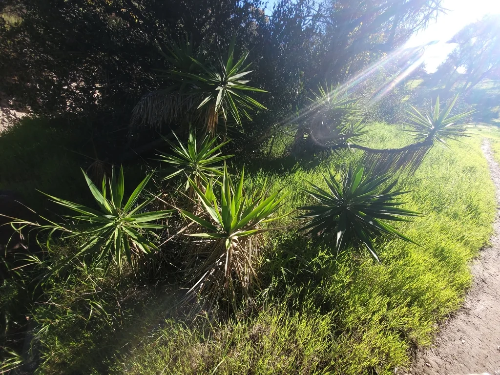 Yucca Elephantipes