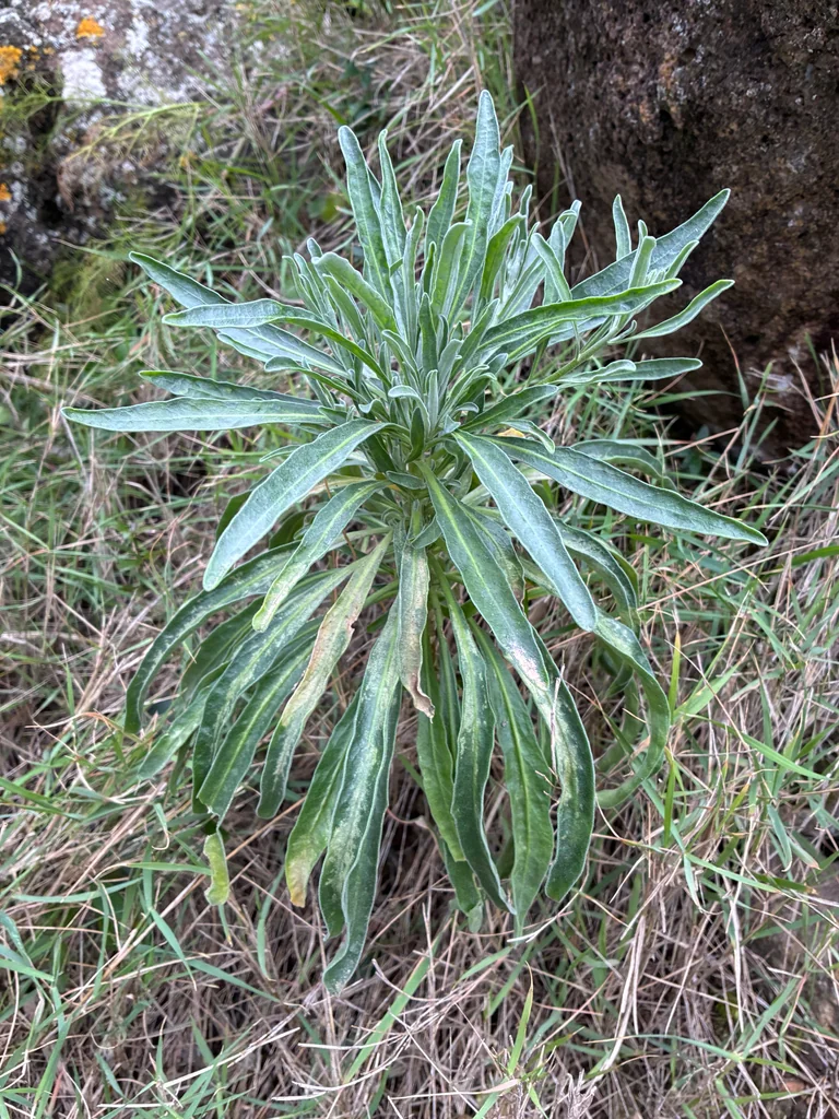 Matthiola Incana