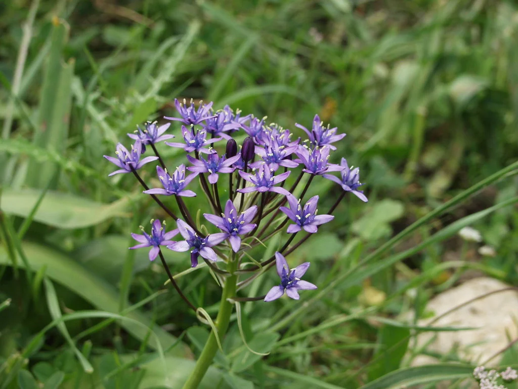 Scilla Peruviana