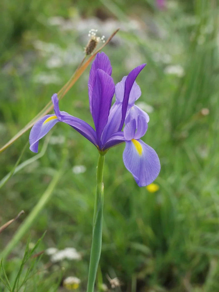 Iris Xiphium