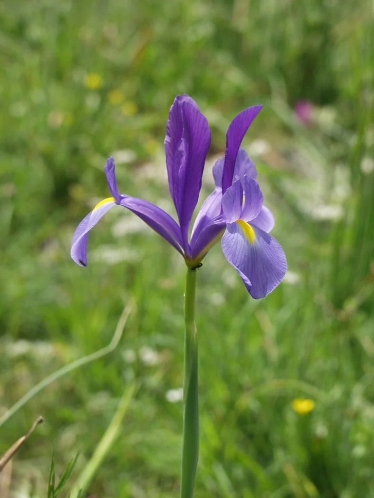 Iris Xiphium
