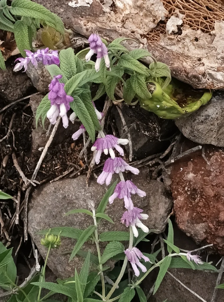 Salvia Leucantha