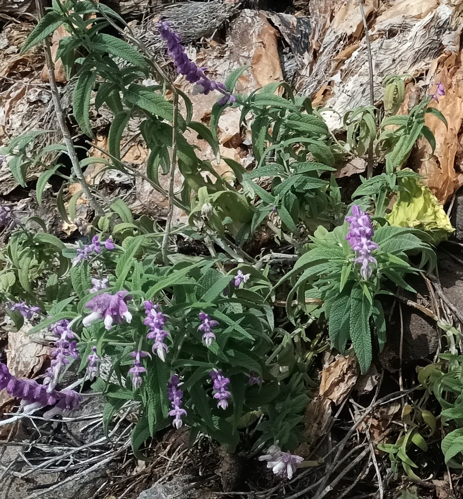 Salvia Leucantha