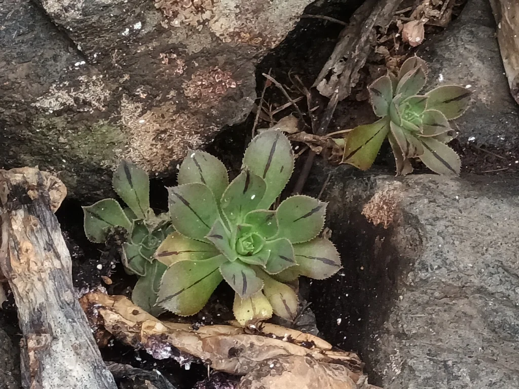 Aeonium Urbicum