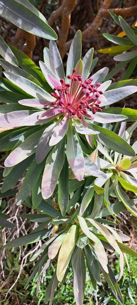 Euphorbia Atropurpurea