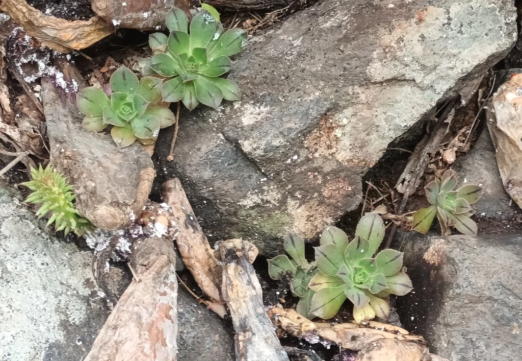 Aeonium Urbicum