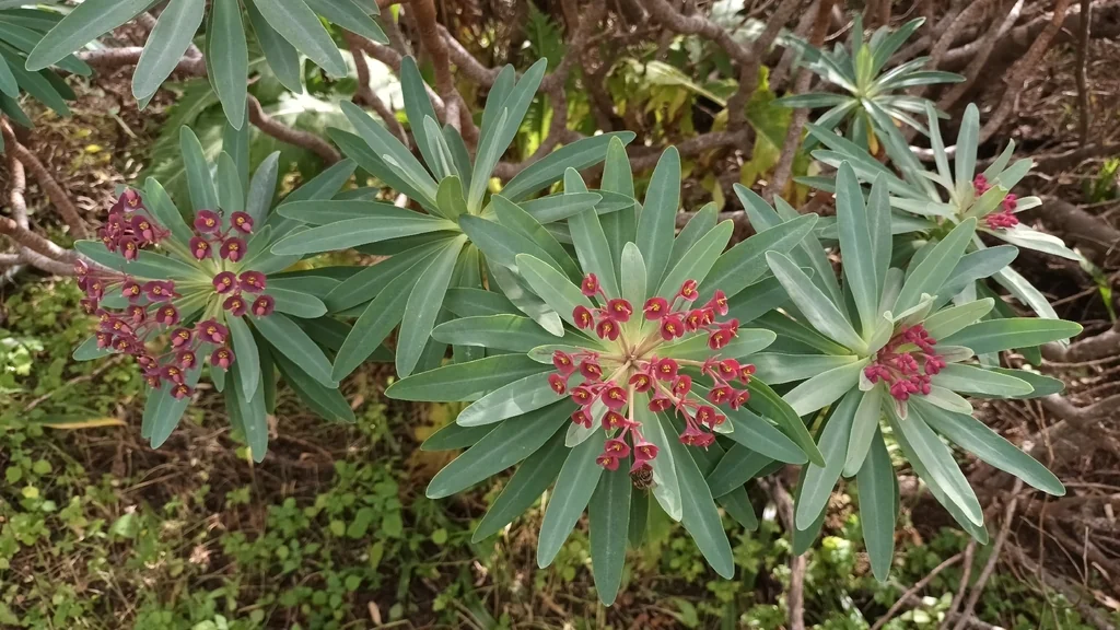 Euphorbia Atropurpurea