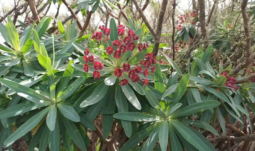 Euphorbia Atropurpurea