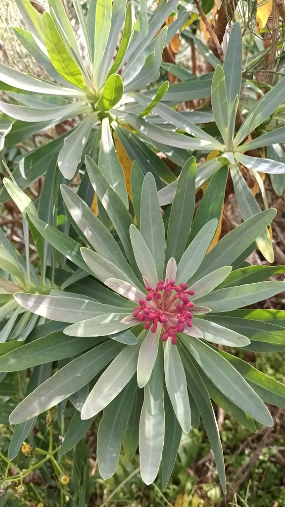 Euphorbia Atropurpurea