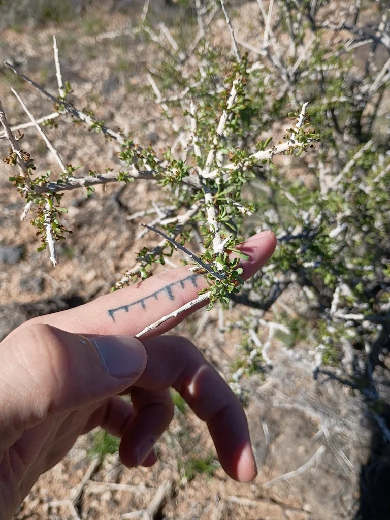 Lycium Andersonii