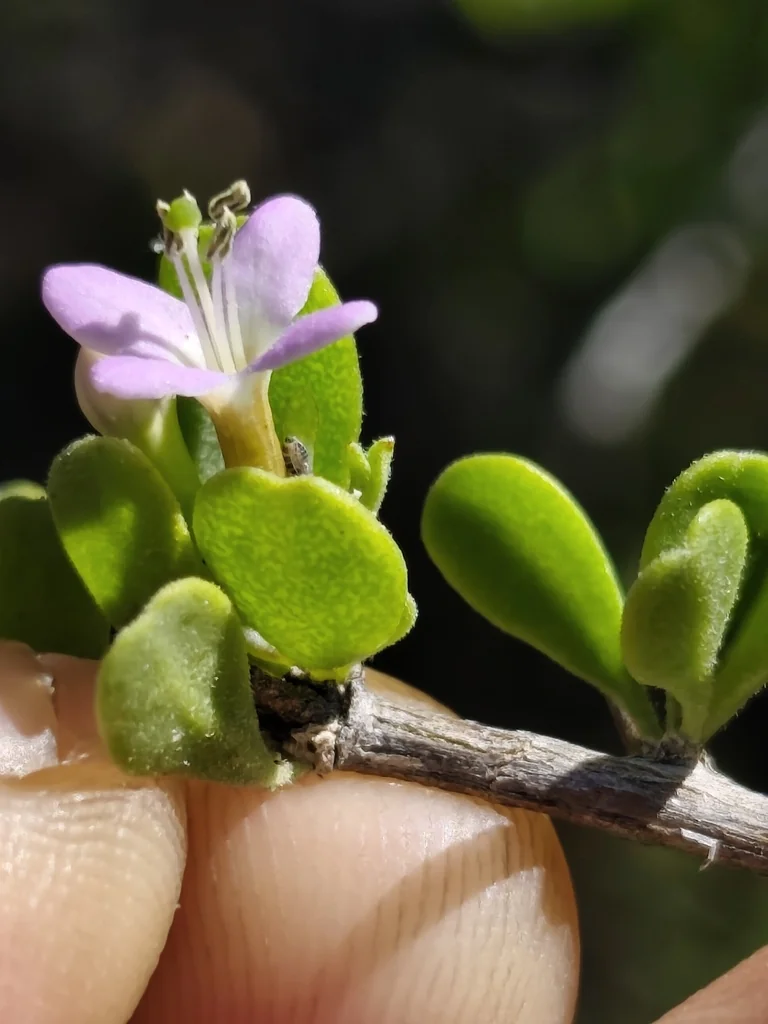 Lycium Brevipes