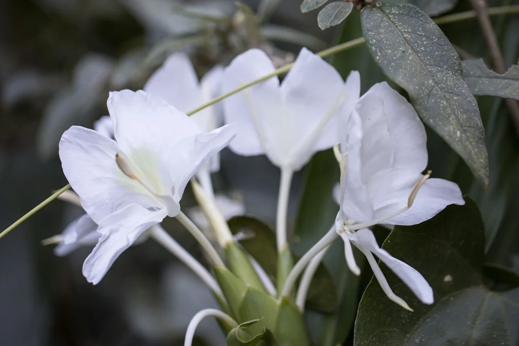 Hedychium Coronarium