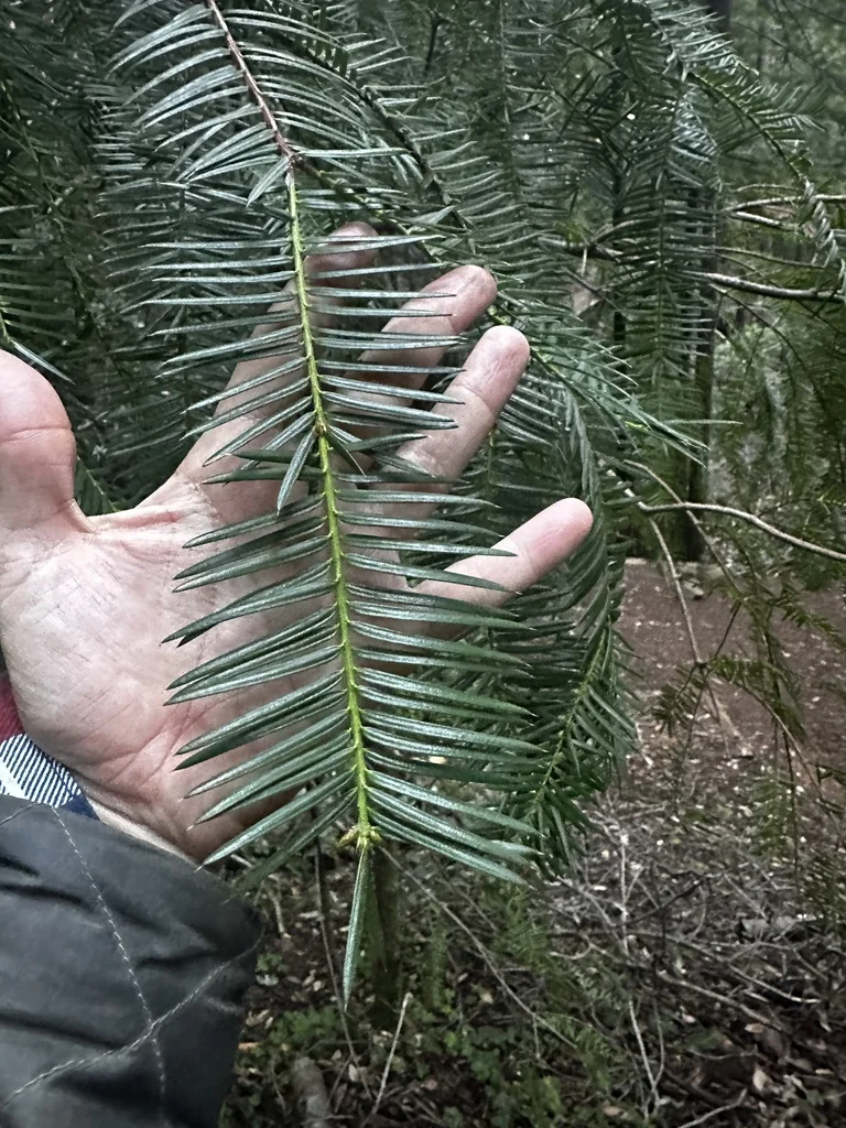Torreya Californica