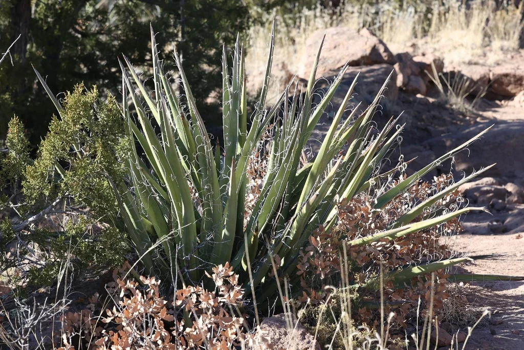 Yucca Baccata