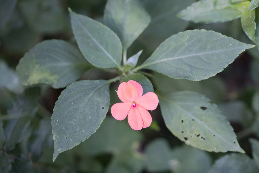 Impatiens walleriana