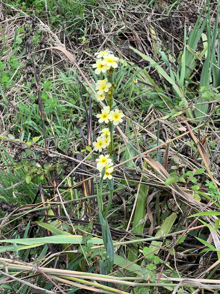Sisyrinchium Striatum