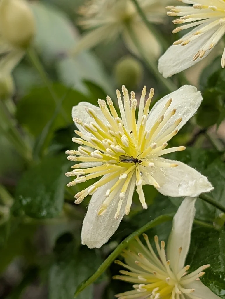 Clematis Lasiantha