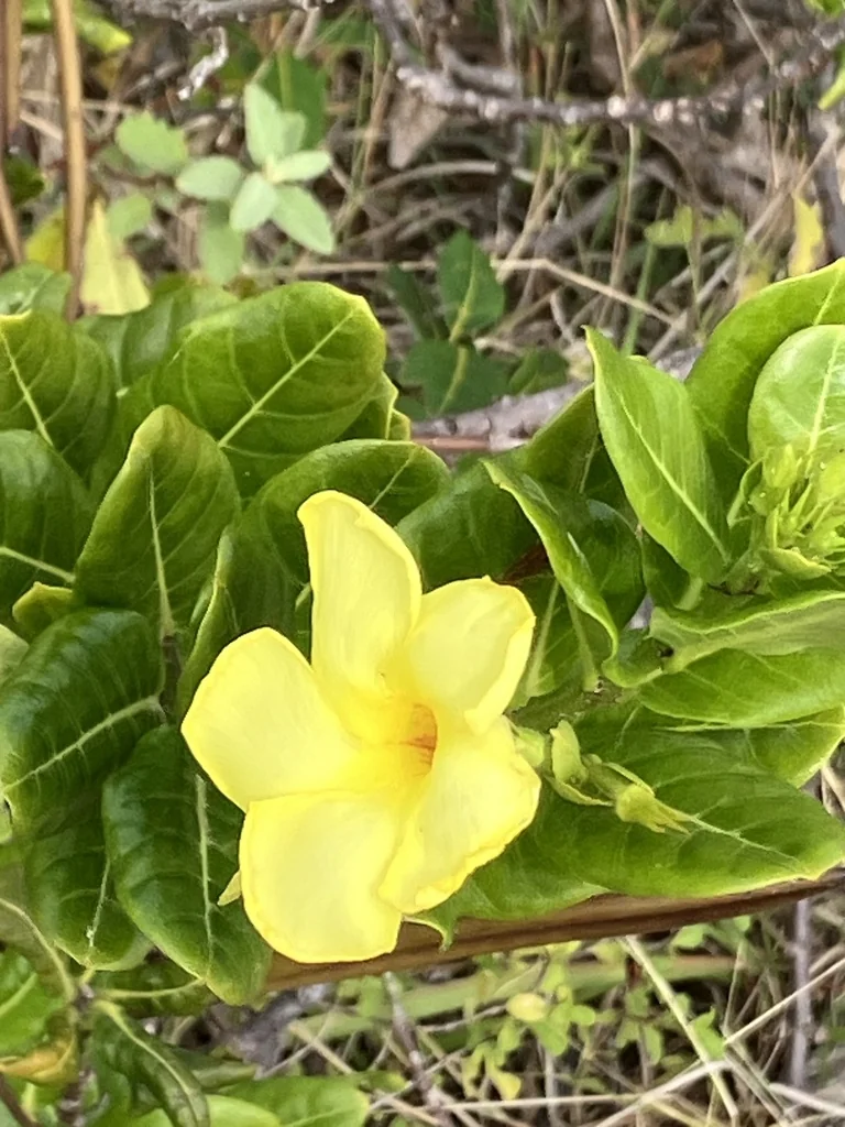 Allamanda Cathartica