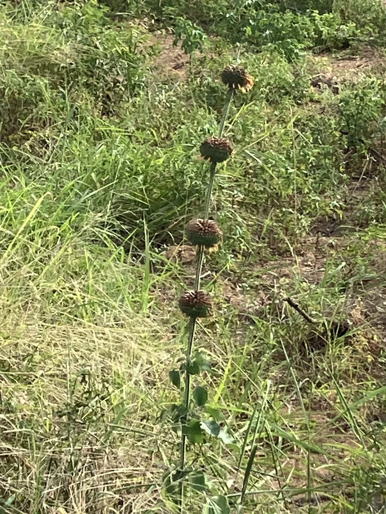 Leonotis Nepetifolia