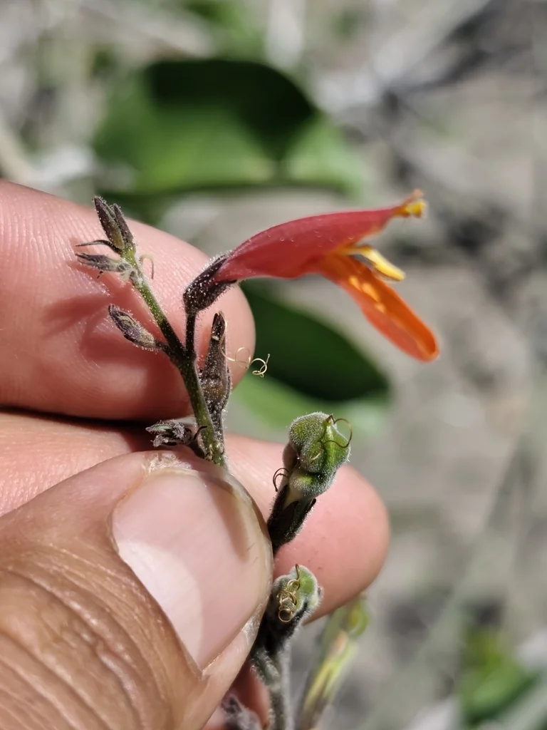 Justicia Californica