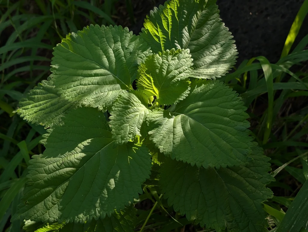 Leonotis Nepetifolia