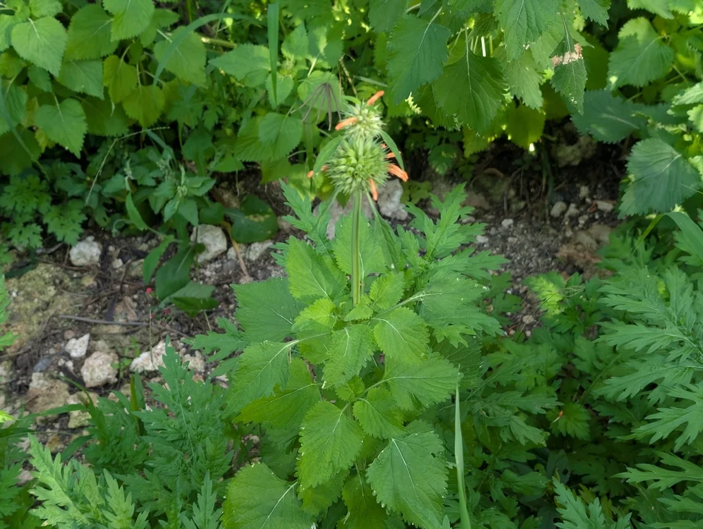 Leonotis Nepetifolia