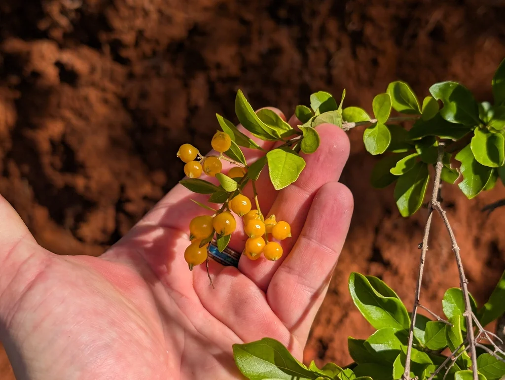 Duranta Erecta