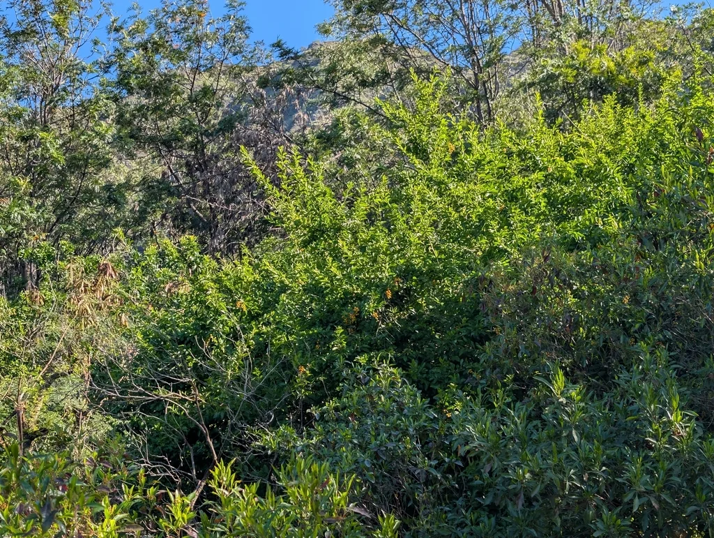 Duranta Erecta