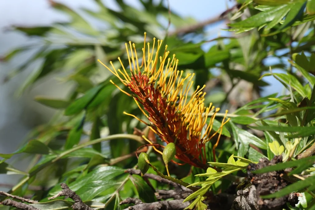Grevillea Robusta