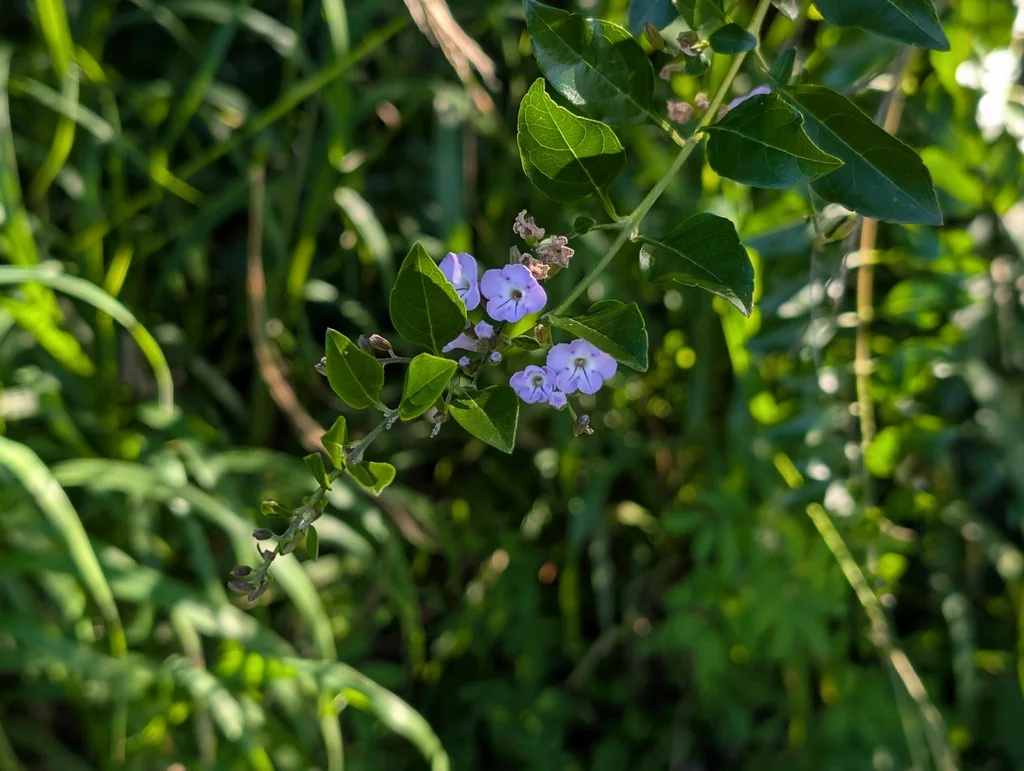 Duranta Erecta