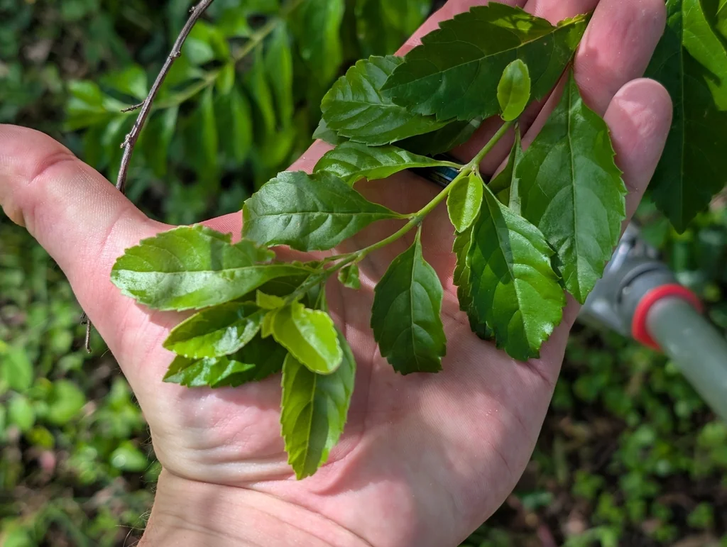Duranta Erecta