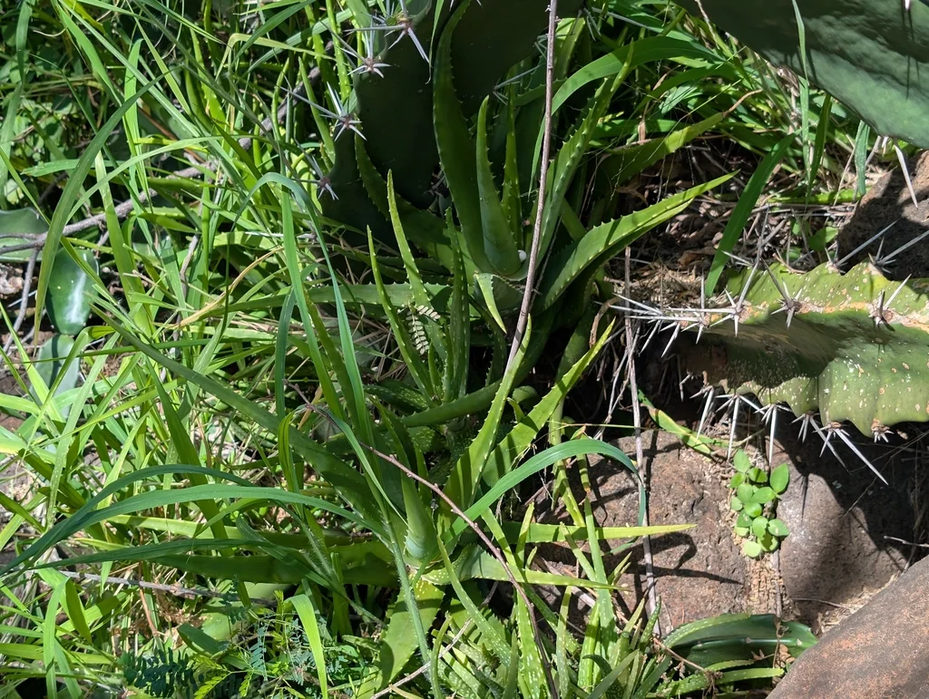 Aloe Vera